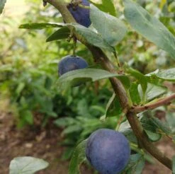 Zibarte Voraussichtlich Ab Juni/Juli Wieder Verfügbar 7 Zibarte Voraussichtlich Ab Juni/Juli Wieder Verfügbar -Obstbäume Verkäufe Zibarte 2