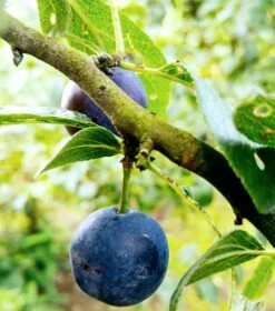 Zibarte Voraussichtlich Ab Juni/Juli Wieder Verfügbar