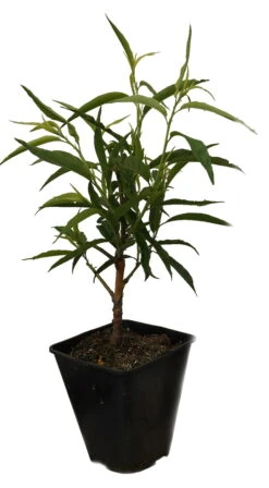 Zierpfirsich `Taoflora ® White´ (mit Essbaren Früchten) Prunus Persica `Taoflora ® White´ -Obstbäume Verkäufe Zierpfirisch Taoflora white