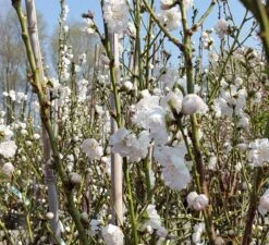 Zierpfirsich `Taoflora ® White´ (mit Essbaren Früchten) Prunus Persica `Taoflora ® White´ -Obstbäume Verkäufe Zierpfirsich weiss4