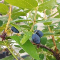 Sibirische Blaubeere / Honigbeere `Zojka Lonicera Kamtschatica `Zojka´ -Obstbäume Verkäufe Zojka sibirische Blaubeere