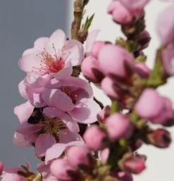 Zwergnektarine `Rubis® Necta ZeeⓈ´ Prunus Nucipersica -Obstbäume Verkäufe Zwerg nektarine bl te