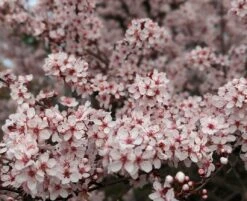 Zwergblutpflaume Prunus Cistena