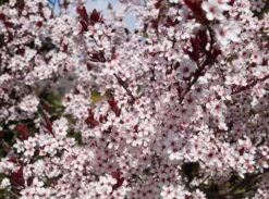 Zwergblutpflaume Prunus Cistena -Obstbäume Verkäufe Zwergblutpflaume Bl tezeit