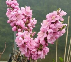 Zwergnektarine `Nectarella´ Prunus Nucipersica -Obstbäume Verkäufe Zwergnektarine Bl te