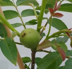 Zwerg-Walnuss Juglans Regia Var. Fertilis -Obstbäume Verkäufe Zwergwalnuss1