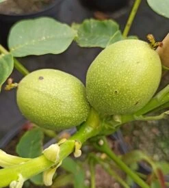 Zwerg-Walnuss Juglans Regia Var. Fertilis -Obstbäume Verkäufe Zwergwalnuss3