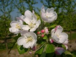 Allegro Ⓢ Malus Domestica -Obstbäume Verkäufe allegro2
