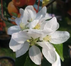 Alkmene Malus Domestica 9 Alkmene Malus Domestica -Obstbäume Verkäufe almene