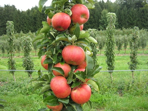 Säulenapfel `SonateⓈ´ Malus Domestica `Sonate´ 2 Säulenapfel `SonateⓈ´ Malus Domestica `Sonate´ – Bild 2