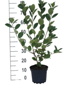 Aronia- Apfelbeere Nero Aronia Prunifolia `Nero´ -Obstbäume Verkäufe aronia neroiiPvXE42DygxM