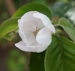 Tafelquitte Ayva® - Süßquitte, Kann Roh Verzehrt Werden Cydonia `Ayva´ -Obstbäume Verkäufe ayva bl te