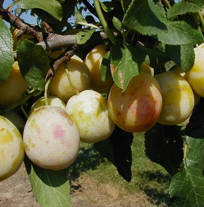 Mirabelle `Bellamira´ ® Prunus Domestica Subsp. Syriaca `Bellamira´ 2 Mirabelle `Bellamira´ ® Prunus Domestica Subsp. Syriaca `Bellamira´ – Bild 2