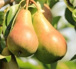 Obstbäume Verkäufe 34 Obstbäume Verkäufe -Obstbäume Verkäufe birne harrow sweet frucht