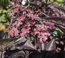 Rotblättriger Holunder `Black Beauty´ Sambucus Nigra `Black Beauty´ -Obstbäume Verkäufe black beauty2