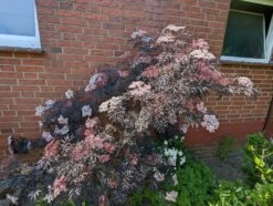 Holunder Black Lace ® Sambucus Nigra `Black Lace´ 10 Holunder Black Lace ® Sambucus Nigra `Black Lace´ -Obstbäume Verkäufe black lace6