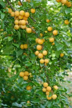Kirschpflaume Prunus Cerasifera -Obstbäume Verkäufe botanikfoto 502360 RF WEB