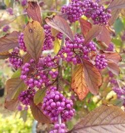Schönfrucht, Liebesperlenstrauch Callicarpa Bodinieri `Profusion´ -Obstbäume Verkäufe callicarpa
