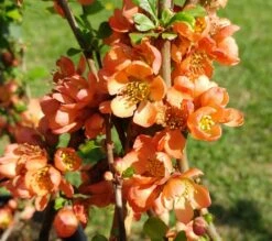 Nordische Zitrone, Zierquitte `Cido´ Chaenomeles Japonica `Cido´ 5 Nordische Zitrone, Zierquitte `Cido´ Chaenomeles Japonica `Cido´ -Obstbäume Verkäufe cido 1