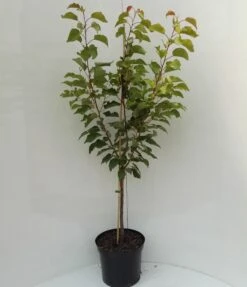 Kompakt Wachsende Aprikose `CompactaⓇ´ Prunus Armeniaca `Compacta´ -Obstbäume Verkäufe compacta