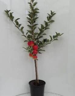 Elstar ® Malus Domestica -Obstbäume Verkäufe elstar bscuhbaum