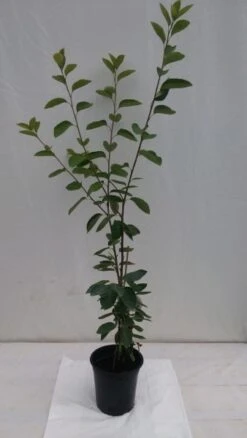 Prince William-Großfruchtige Felsenbirne Amelanchier `Prince William´ 11 Prince William-Großfruchtige Felsenbirne Amelanchier `Prince William´ -Obstbäume Verkäufe fELSENBIRNE 600x600