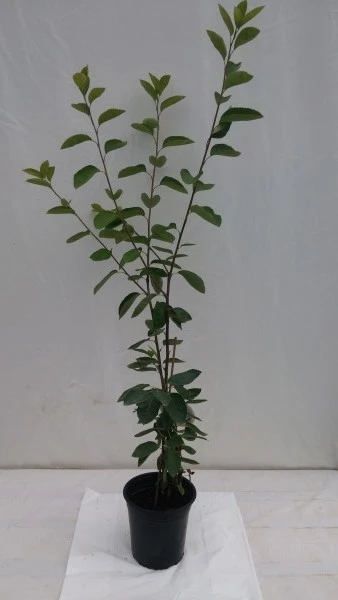 Prince William-Großfruchtige Felsenbirne Amelanchier `Prince William´ 6 Prince William-Großfruchtige Felsenbirne Amelanchier `Prince William´ – Bild 6