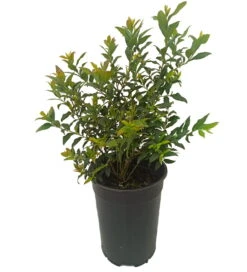 Featured Products -Obstbäume Verkäufe hortblue petite1