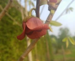 Veredelte Indianerbanane `Allegheny´® Peterson Pawpaws® Asimina Triloba `Allegheny´ -Obstbäume Verkäufe indianaerbanane bl tefn0zwKy38WN32