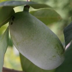 Veredelte Indianerbanane (Paw Paw) `Prima 1216´ (40-60cm) Asimina Triloba `Prima 1216´ -Obstbäume Verkäufe indianerbanane43 1