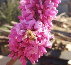 Judasbaum Cercis Siliquastrum -Obstbäume Verkäufe judasbaum mit biene 3UmROOMoGkmKP3