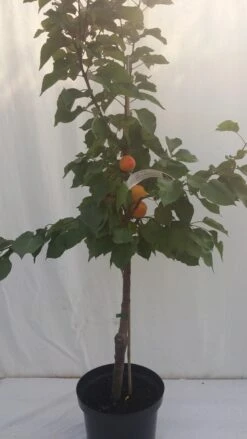 Aprikose Kioto ® Prunus Armeniaca `Kioto´ -Obstbäume Verkäufe kioto 1