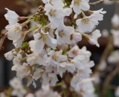 Zwerg-Zierkirsche `Kojou-no-mai´ Prunus Incisa `Kojou-no-mai´ -Obstbäume Verkäufe kojou no mai2