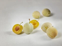 Mirabelle `Bellamira´ ® Prunus Domestica Subsp. Syriaca `Bellamira´ 10 Mirabelle `Bellamira´ ® Prunus Domestica Subsp. Syriaca `Bellamira´ -Obstbäume Verkäufe mirabelle bellamira g