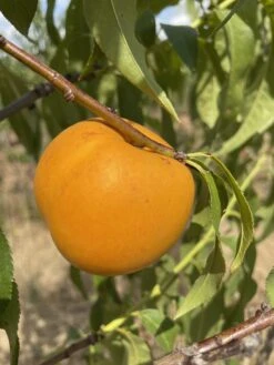 Honig-Nektarine `Bellarina´ Prunus Nucipersica `Bellarina´ -Obstbäume Verkäufe nektarine bellarina frucht