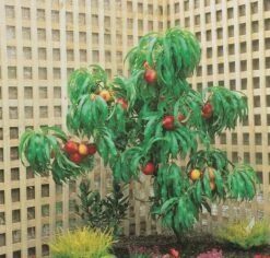 Zwergnektarine `Rubis® Necta ZeeⓈ´ Prunus Nucipersica -Obstbäume Verkäufe nektarine necta zee rubis baum