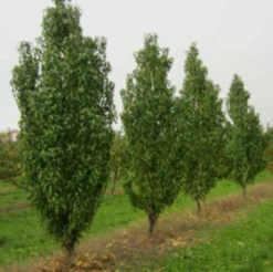 Säulen-Pfirsich `Ellora´ Prunus Persica `Ellora´ -Obstbäume Verkäufe pfirsich ellora baeume