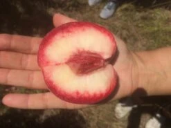 Säulen-Pfirsich `Ellora´ Prunus Persica `Ellora´ -Obstbäume Verkäufe pfirsich ellora frucht1