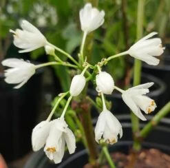 Rispen-Pimpernuss Staphylea Pinnata 7 Rispen-Pimpernuss Staphylea Pinnata -Obstbäume Verkäufe pimpernuss2