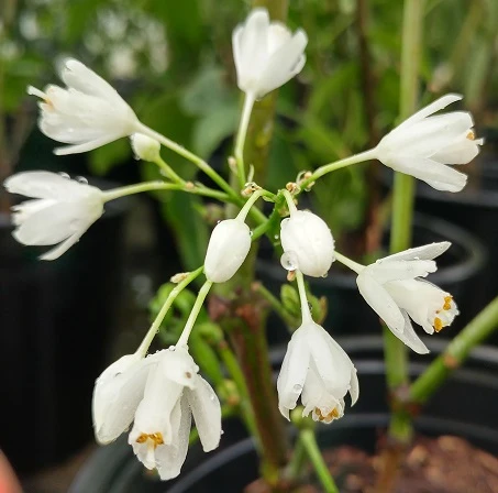 Rispen-Pimpernuss Staphylea Pinnata 3 Rispen-Pimpernuss Staphylea Pinnata – Bild 3