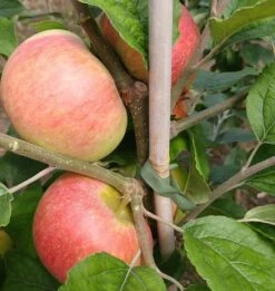 Prinz Albrecht Von Preußen Malus Domestica -Obstbäume Verkäufe prinz albrecht 1