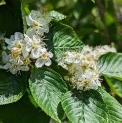 Erlenblättrige Eberesche `Red Bird´ Sorbus Alnifolia `Red Bird´ -Obstbäume Verkäufe red bird 2
