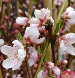 Pfirsich Red Haven Prunus Persica `Red Haven´ -Obstbäume Verkäufe red haven bl te