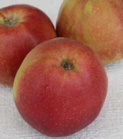 Roter Boskoop Malus Domestica -Obstbäume Verkäufe roter boskoop