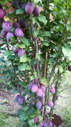 Rote Säulen-Mirabelle `Ruby´ Wurzelnackt Prunus Domestica Subsp. Syriaca `Ruby´ -Obstbäume Verkäufe ruby2a0Cx9InYDY0Pl