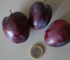 Featured Products -Obstbäume Verkäufe ruby3