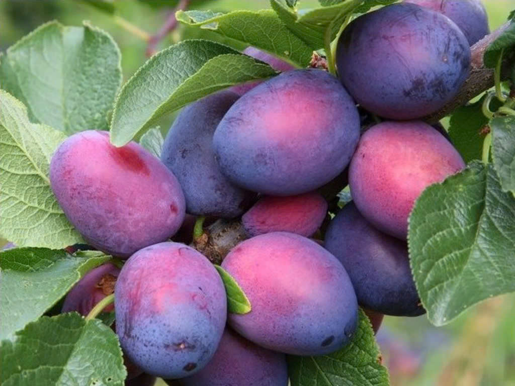 Obstbäume Verkäufe 22 Obstbäume Verkäufe -Obstbäume Verkäufe z6426850908582 e6620d271a974bf4cdebec541889667b