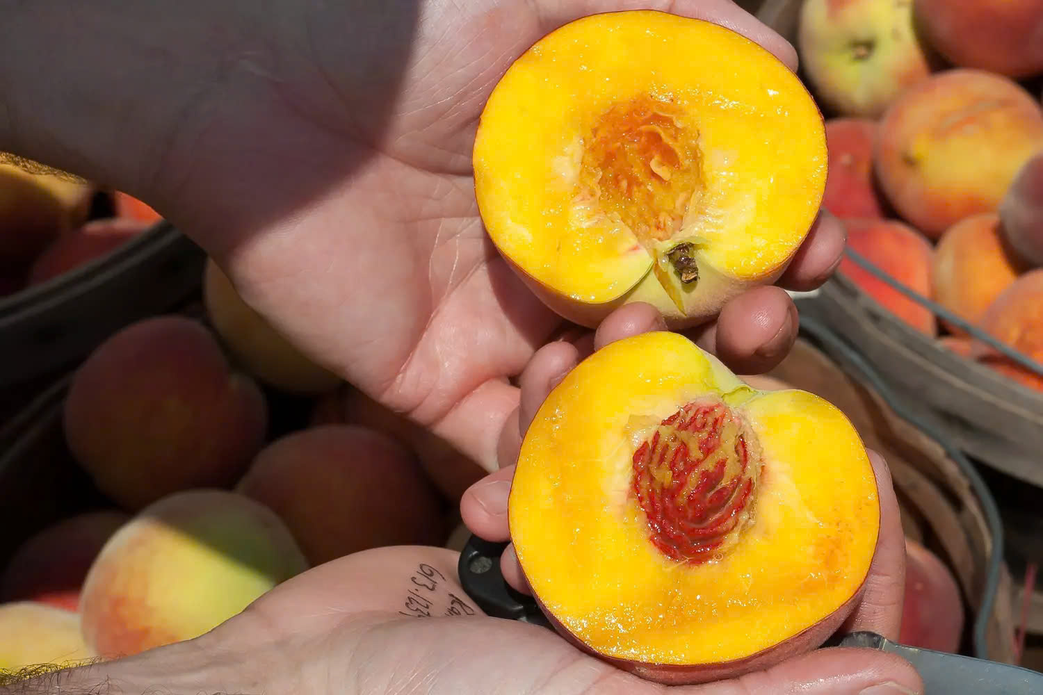 Obstbäume Verkäufe 21 Obstbäume Verkäufe -Obstbäume Verkäufe z6426850908590 57ea73e0576c8faa716245cd29983d76