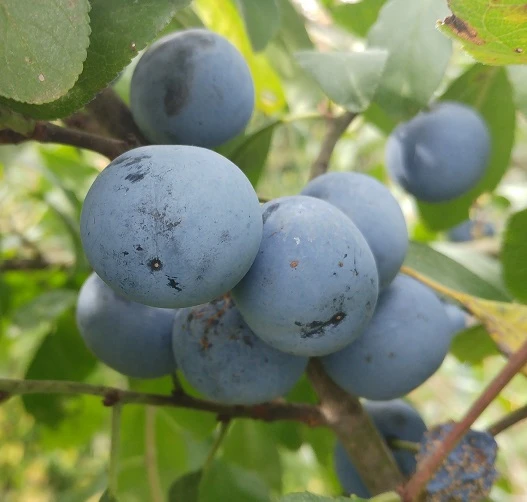 Zibarte Voraussichtlich Ab Juni/Juli Wieder Verfügbar 2 Zibarte Voraussichtlich Ab Juni/Juli Wieder Verfügbar – Bild 2