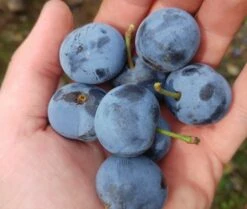 Zibarte Voraussichtlich Ab Juni/Juli Wieder Verfügbar 6 Zibarte Voraussichtlich Ab Juni/Juli Wieder Verfügbar -Obstbäume Verkäufe zibarte 22